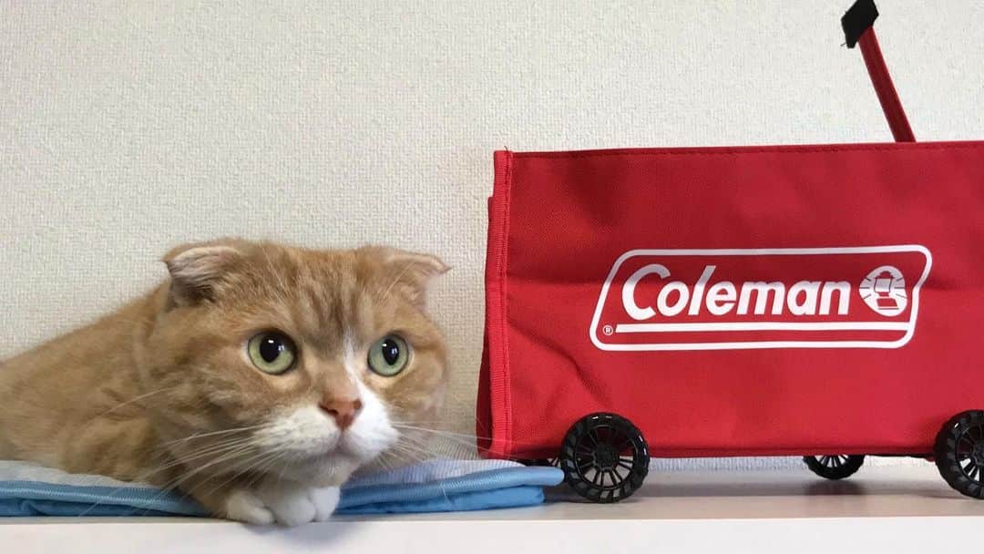 かんちゃんのインスタグラム：「． ． ボクには ちょっと小さかったですにゃ😹🐾 ． ． ． #コールマン #coleman  #ミニチュア収納ワゴン #付録 #スコティッシュフォールド #猫  #cat  #cats #ねこ #ネコ #札幌 #sapporo」