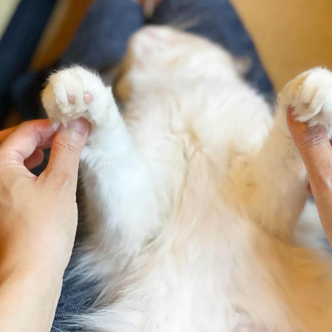 三浦瑠麗さんのインスタグラム写真 - (三浦瑠麗Instagram)「週末の猫マッサージ。」7月26日 13時43分 - lullymiura