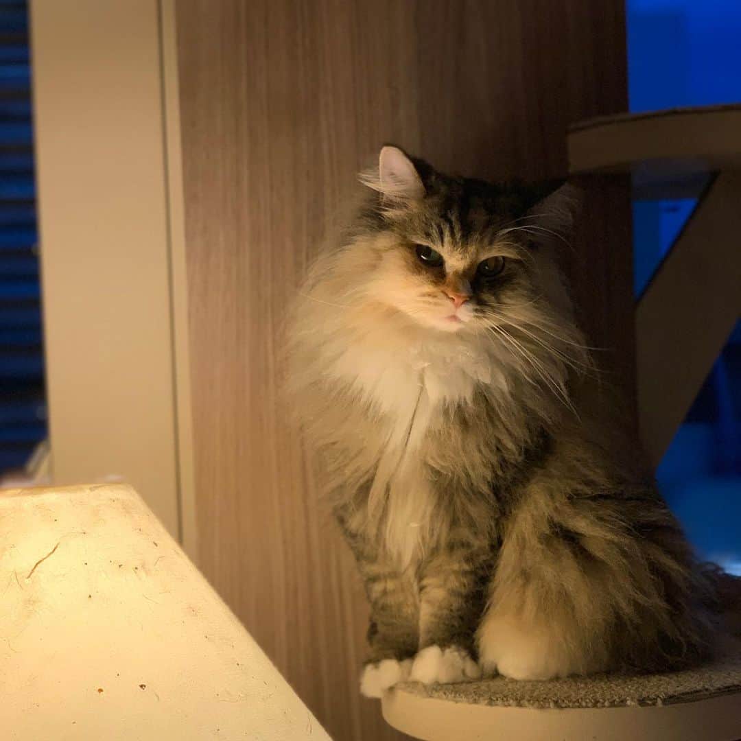 高橋恋子のインスタグラム：「猫かわいい🥹 . . . .  #猫」