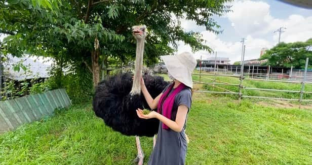 安藤志穂美のインスタグラム：「あまり知られてないかもしれませんが、 ⁡ ダチョウは食用、乗り物、娯楽など非常に利用価値が高い動物として扱われています。 ⁡ 例えば、たまにダチョウの羽を飾りに使っている帽子なども見かけますし、 ダチョウの卵料理なども一部で扱っているお店もあったり。 ⁡ ⁡ 更に近年ではダチョウの卵から抗体を作る研究も行われている。 ⁡ 抗体には、花粉やインフルエンザウイルスなどの病原体を取り除く働きがあると言われていますが、 ここのオーナーさんの話によるとそれは嘘だそうで、そんな事実は無いとの事。 ⁡ ⁡ これに関しては私は専門家ではないのでコメントは控えますが、 もしそんな抗体があるなら、確かに私も含め、花粉症なんて存在しないのになと思います。 ⁡ ⁡ そして意外にも、 まだまだダチョウの生態は実は分からない事だらけだそうで、未知に溢れています。 ⁡ ダチョウは凶暴というイメージを持つ人も多いかと思いますが、 人間だってどんな生き物だって、自分の身に危険が及べば身を守ろうとするのは当たり前のことで、 何もしないのに攻撃をしてくるという事はありません。 ⁡ ⁡ ダチョウは見かけによらず、とにかく中身は可愛くてお茶目！ ⁡ ⁡ ダチョウは世界最大の鳥類でありながら、草食🌱(ほんの時々、虫も頂くみたい) しかも草は丸飲み🌱 ⁡ ガチで走れば時速60㌔！！！ しかも約１時間この速度で走り続けられる程の体力。 ちなみに体は100kg前後で、その脚力も肉食動物を吹っ飛ばせる程だそうです。 ⁡ ⁡ 長い首に、まん丸の目で一説では5km先も見えるんだとか👀 ⁡ 絶対に敵に回したらあかんのです。 ロックオンされたら終わり😇 ⁡ ⁡ でも実は、ダチョウは凄いことだらけなのに飛べないという… 走りで勝負するみたいです。 ⁡ ⁡ ここは元々養鶏場で、隣？は鶏の屠殺をしていた場所だったらしく、そのオーナーさんが閉める時に譲り受けたみたいです。 ⁡ ⁡ 間近で見ると恐竜みたい。足とか特に恐竜🦕 そして私のことも見てごらん、農家のおばさんみたい👩‍🌾 ⁡ ダチョウと遊んでて、ふと思ったんです。 私は一体何に向かってるんだっけ？とね🤔 ⁡ ⁡ 畜産動物だけではなく、ダチョウも人間に利用搾取されてるという事を知ってほしい。 そして凶暴というイメージが変われば嬉しいです。 ⁡ ⁡  #ダチョウ #ダチョウ抗体  #鳥 #animal #bird #animalrights  #ostrich  #happy #草食 #鳥類 #sanctuarylife  #sanctuary #earth #nature」