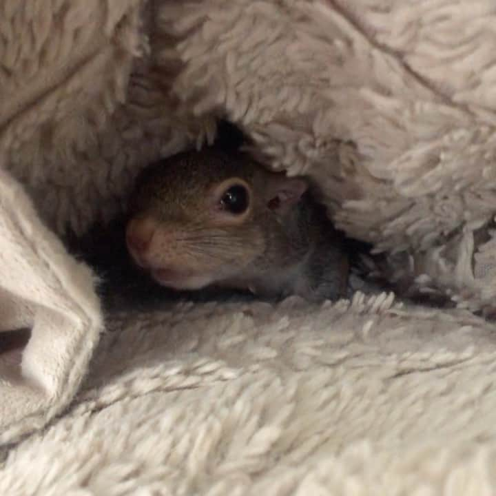 Jillのインスタグラム：「Do not disturb  #petsquirrel #squirrel #squirrels #squirrellove #squirrellife #squirrelsofig #squirrelsofinstagram #easterngreysquirrel #easterngraysquirrel #ilovesquirrels #petsofinstagram #jillthesquirrel #thisgirlisasquirrel」