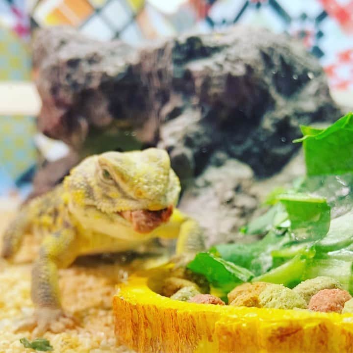 赤荻百華のインスタグラム：「マダちゃん食事中🍽   #ゲイリートゲオアガマ   #reptiles   #爬虫類」