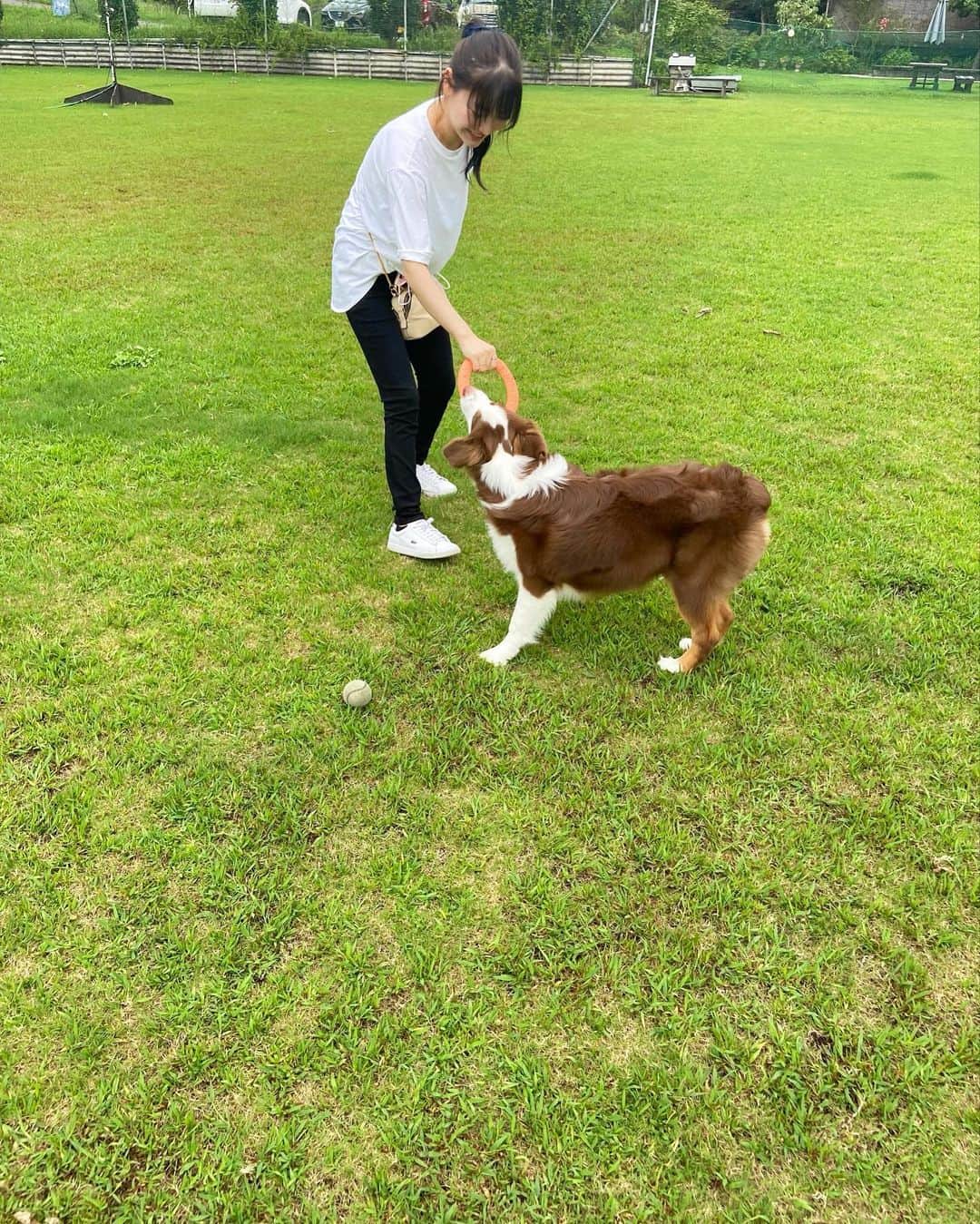 悠木ゆうかさんのインスタグラム写真 - (悠木ゆうかInstagram)「つやっつやの毛並みと白い歯✨🦷  猫の何考えてるかわかりにくいところも大好きなんだけど犬のわかりやすいところも可愛い笑🤍  運動不足の私はこの日の引っ張り合いですっかり筋肉痛です🥺  #ミニチュアアメリカンシェパード」8月25日 12時30分 - yuki_yuuka_6666
