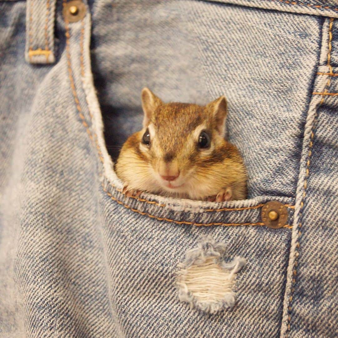 ビッケ & トッドのインスタグラム：「#Tod I'm here!  ぼくはここだよ  #chipmunk #シマリス #リス」