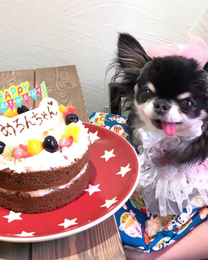 kayoのインスタグラム：「* * * 今日は  めろちゃんの誕生日☺️❤️ * * * 生きていれば8歳だね… お空組のみんなでお誕生日会してるかな？🙄🌈 * * * 今日はケーキいっぱい食べていいよ🎂😋✨✨ * * * この動画は去年の誕生日の時です。 食いしん坊なめろちゃんはケーキを目の前にとても嬉しそうでした😆🎂💝 * * * 兄妹のみんな めろちゃんの分も元気で長生きしてね❤️ * * * HAPPY Birthday Melon💝🎀 2021.8.25 * * * #お誕生日 #おめでとう #happybirthday #8yearsold #chihuahua#chihuahualove#dog#hチワワ#チワワ大好き#チワワのいる暮らし * * *」
