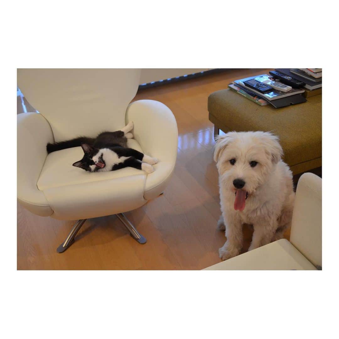 黒田知永子さんのインスタグラム写真 - (黒田知永子Instagram)「. うちの皆さま、我が家へやって来て10年（むぎは7年）になりました。 「猫可愛がり」という言葉はよく言ったものだなぁ〜と思いながら、ごまとろむぎをしつこく猫可愛がりする毎日です。  8/25 @stand_fm  更新しました。「愛犬愛猫との暮らし#21 」 stand fmのアプリからか、プロフィール欄からも聞くことができます。 「黒田知永子のchiko plus チャンネル#21」 うちの皆さまの紹介です💛  #standfm  #スタンドエフエム #黒田知永子のchikoplusチャンネル #ラジオでおしゃべり #cat #猫#ねこ #dog#犬#いぬ #ごまとろむぎ  #皆様雑種 #黒田ごま #黒田とろろ  #黒田むぎ #黒田知永子  #chiekokuroda」8月25日 9時29分 - kuroda_chieko