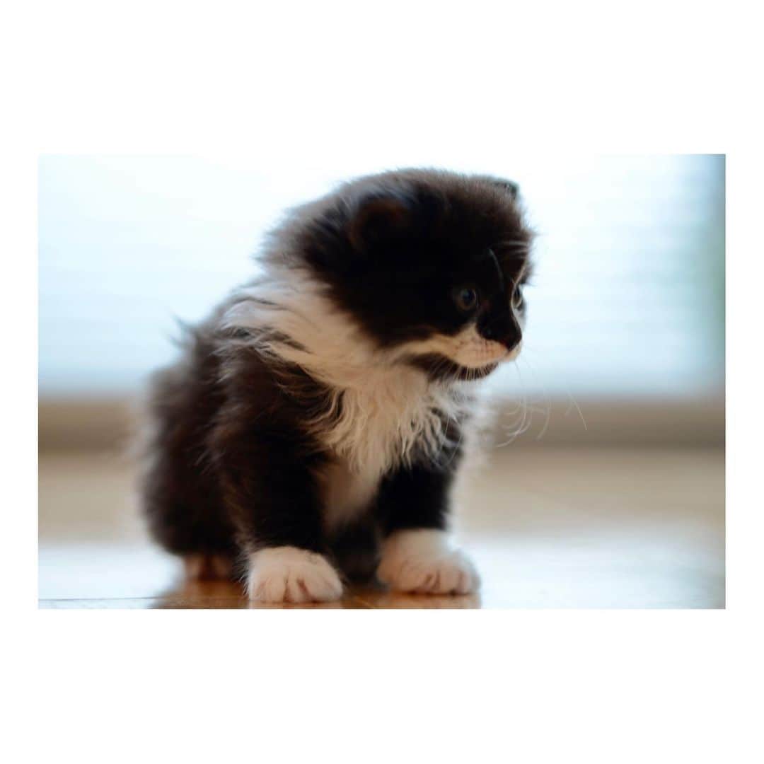 黒田知永子さんのインスタグラム写真 - (黒田知永子Instagram)「. うちの皆さま、我が家へやって来て10年（むぎは7年）になりました。 「猫可愛がり」という言葉はよく言ったものだなぁ〜と思いながら、ごまとろむぎをしつこく猫可愛がりする毎日です。  8/25 @stand_fm  更新しました。「愛犬愛猫との暮らし#21 」 stand fmのアプリからか、プロフィール欄からも聞くことができます。 「黒田知永子のchiko plus チャンネル#21」 うちの皆さまの紹介です💛  #standfm  #スタンドエフエム #黒田知永子のchikoplusチャンネル #ラジオでおしゃべり #cat #猫#ねこ #dog#犬#いぬ #ごまとろむぎ  #皆様雑種 #黒田ごま #黒田とろろ  #黒田むぎ #黒田知永子  #chiekokuroda」8月25日 9時29分 - kuroda_chieko