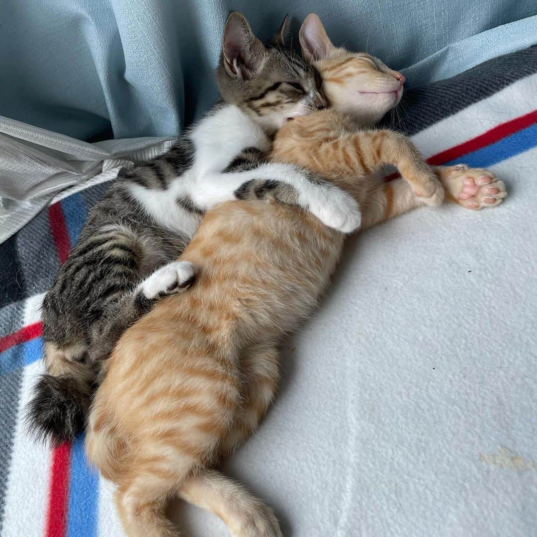 南沢奈央さんのインスタグラム写真 - (南沢奈央Instagram)「南沢実家、新しい家族を迎えました！ これで猫さんが4匹です。 人間の数を超えました。」8月21日 14時46分 - naominamisawa_official
