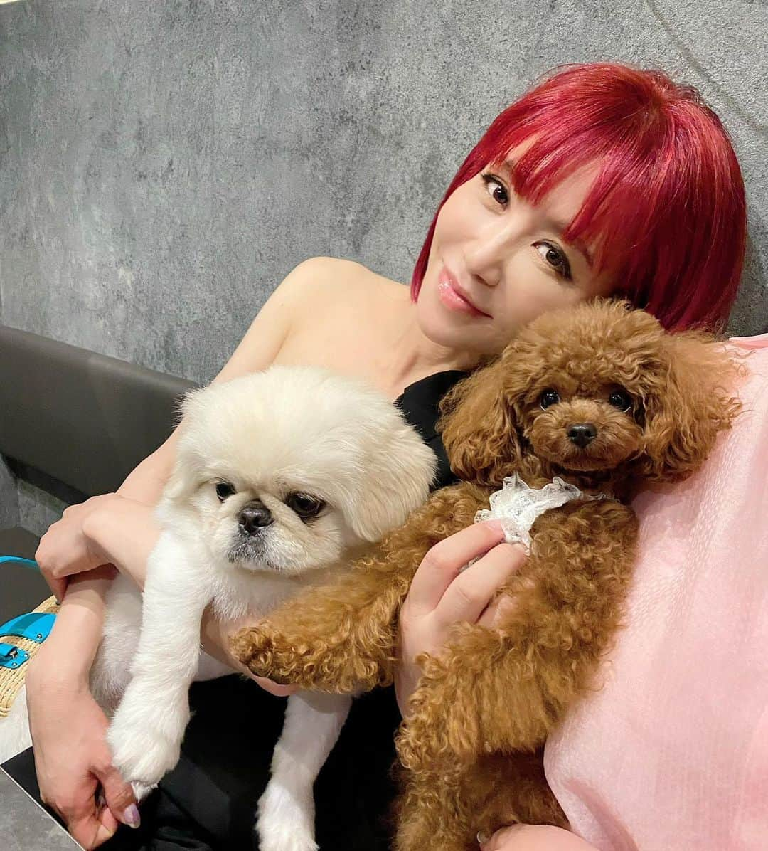 マッキーーーさんのインスタグラム写真 - (マッキーーーInstagram)「大好きなチョコちゃんとハクちゃん🐶 #犬が好き #犬が好きな人と繋がりたい  #犬のために何かしたくて #考え中 #保護犬を守る会 #トイプードル #ペキニーズ」8月21日 15時31分 - g_dramaki_