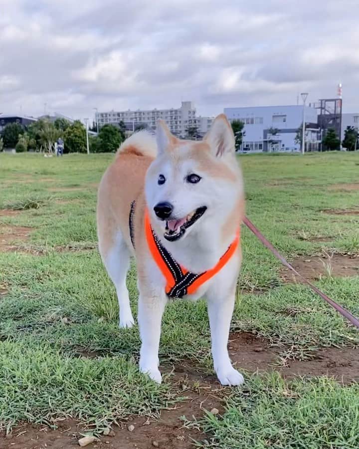meekooのインスタグラム：「おはりんりん😄♪ いつのまにかセミの鳴き声がしなくなっていました。 2021.8.21」