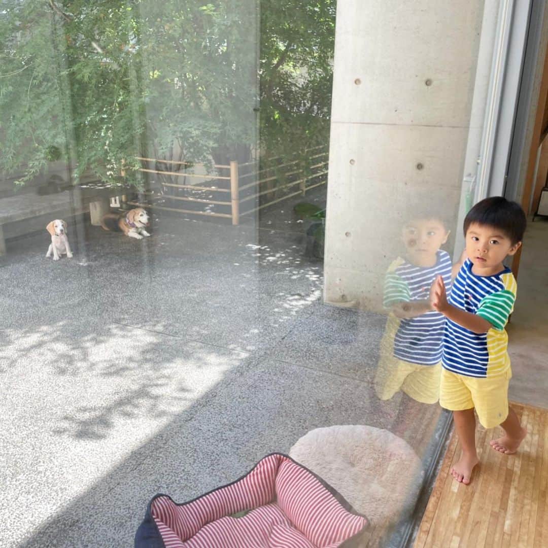 のインスタグラム：「先日の楽しかった思い出🥰 大好きなご家族のお家へ遊びに行きました✨ 息子は大のワンちゃん好きで "ワンちゃんぎゅーする！"と 朝からわくわくソワソワ🐶 会った瞬間大喜びで抱きしめたり 撫でたりと怖がらずに遊んでいました❤️ ココちゃんにファちゃん 可愛くて仕方なくて私もすごくすごく癒された❤️🥺❤️ そして何よりも大好きなご家族に 息子を可愛がって頂き パパさんの美味しい珈琲 ひでみさん手作りのおやつを頂いて 幸せで特別な時間になりました😌🙏✨ 私達家族はまゆみちゃんとご家族の大ファン こんな娘が欲しいと会うたびにまゆみちゃんに話していて 私も旦那さんも息子もまゆみちゃんが大好きです🥰 素敵な時間をありがとう🥳 @thidemi @chanma1110  #love #summer #夏の思い出 #ビーグル」