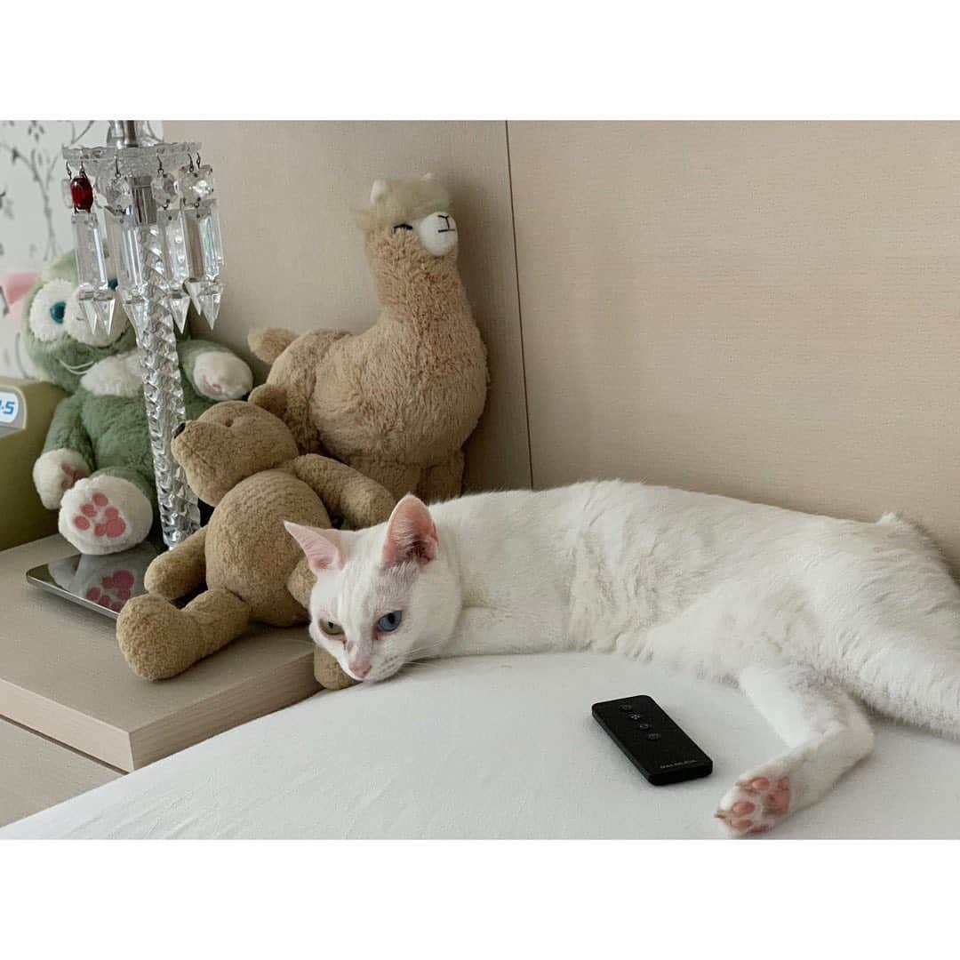 柴咲コウのインスタグラム：「Gelatoni, Pooh, Pakao, and Noel♡♡♡」