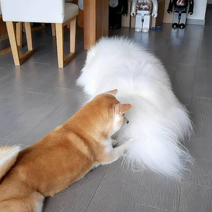 Alex Toのインスタグラム：「What are you looking for? 😂😂😂 #cute #dog #doglover #dogsofinstagram #dogoftheday #dogofthedayjp #dogstagram #fluffy #hkig #hongkong #ilovemydog #instadog #instagood #instamood #instagraphy #shibainu #samoyedoninstagram #pet #petlovers #petsofinstagram #petstagram #photooftheday #puppy #pupsofinstagram #samoyed #samoyedsofinstagram #webstagram #犬 #サモエド」