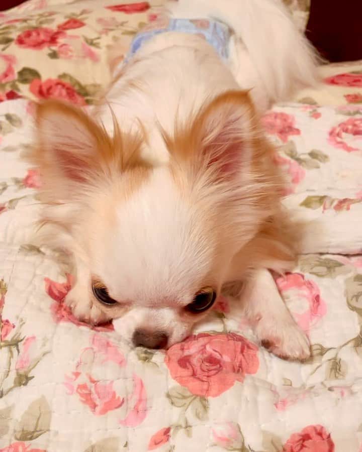 tetoyanyanのインスタグラム：「がぶっちょと遊ぼう♡  がぶっちょの電池切れ😆💕  素晴らしくもちのいい 電池が切れたらこうなります😳  こうなったら ベッドにIN🛌  こうならないとINしません😂  がぶっちょ〜♡  毎日元気でありがと❤️  #dogs#instdog#dog#dogstagram#instapet#petstagram#petoftheday#mydog#instachihuahua#chihuahuaofinstagram#chihuahualove#chihuahualover#chihuahua#chihuahuas#チワワ#多頭飼い#ロングコートチワワ#チワワ部#ig_dogphoto#petoftoday #todayswanko#west_dog_japan  #がぶっちょと毎日遊ぼう」