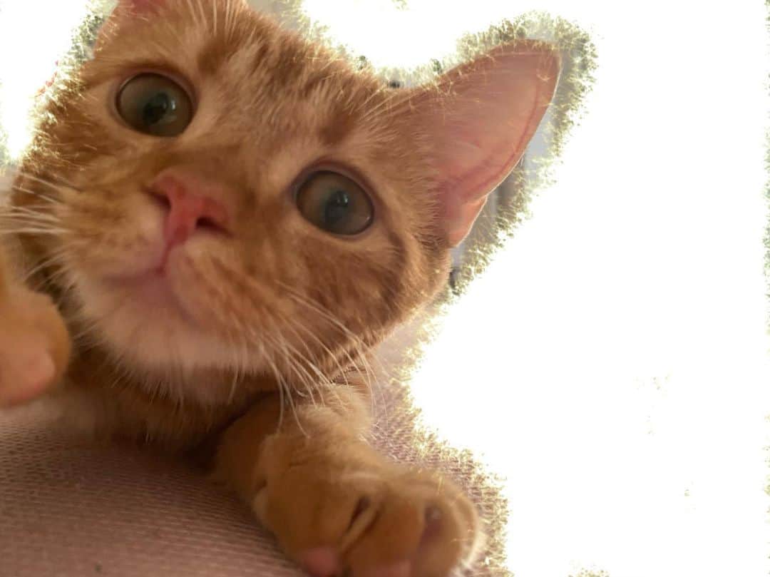 里美ゆりあのインスタグラム：「皆様素敵な週末を🌟  #週末 #猫 #マンチカン #マンチカン短足 #Love #cat」