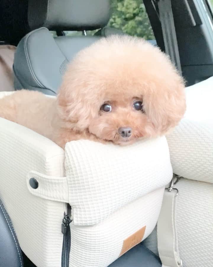 のインスタグラム：「・ こっちにする？ あっちにする？ ・ やっぱりこっちがいいみたいです😄 ・ いつもありがとうございます✨🙏 ・ 一昨年から愛用のふわふわ首輪、 新作が出ました〜❗️よかったら @pannahouse_official でも見てね❣️ ・ ・ #トイプードル #プードル #いぬすたぐらむ #いぬバカ部 #犬 #ペット #ドッググッズ#犬用品 #犬のいる暮らし #toypoodle #poodle #chihuahua #dog #dogs #instadog #cutedog #あずしょこぱん #パンナ #パンナハウス #dugroo  #ドライブベッド #ドライブボックス #首輪」
