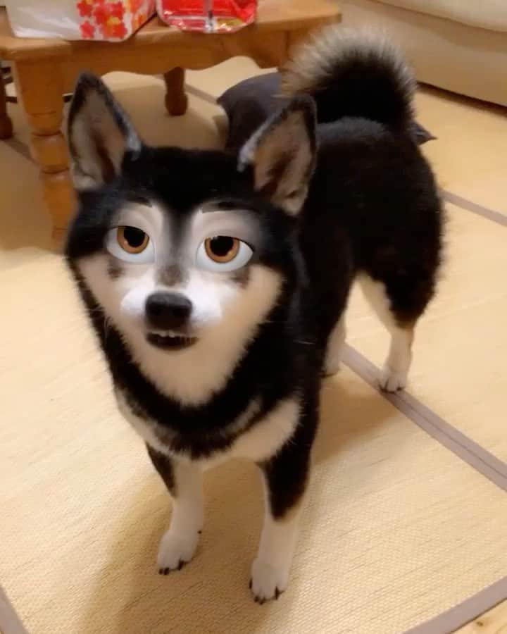 のインスタグラム：「マロンさんどうしました？  歯ぁ出てますよ😆  #わんだふるjapan#犬バカ部#いぬら部 #cartoonface#snapchatt#マロン#わんこ #犬のいる暮らし#黒柴#柴犬」