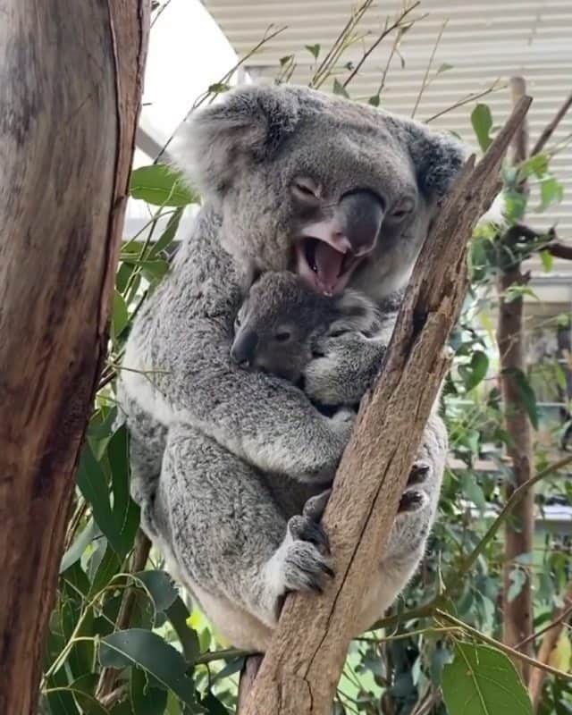 Beautiful Nature & Animalsのインスタグラム：「Koala joeys will stay with their mom until they’re roughly 12 months of age. They will snuggle into mom, just like Kimba here, until they are physically too big. Kimba is about 8 months of age so still has a lot of mama snuggle time. 🥰❤️ By @reneehowell18 at @wildlifesydneyzoo」