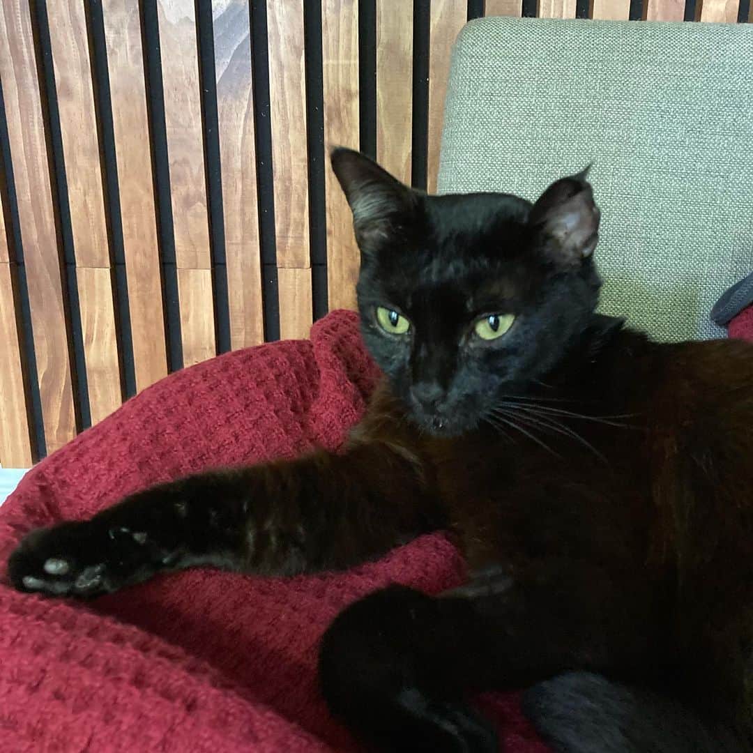 Samさんのインスタグラム写真 - (SamInstagram)「Hi Everyone! Sam’s extended family recently took in a cat and they need help finding her forever home.   She’s 1-1.5yo female who is up to date on her vaccines, spayed, chipped AND potty trained. She is sweet as syrup and loves human attention! Very low-key, though she loves to play and enjoys scratching her cardboard.   The ideal home for her would include a young professionals and older with no young children. She might be okay with another young cat.   If anyone around the Louisiana, Mississippi or Texas area is interested in adopting, her, please email Amanda at amacollado@gmail.com.」8月21日 23時56分 - samhaseyebrows