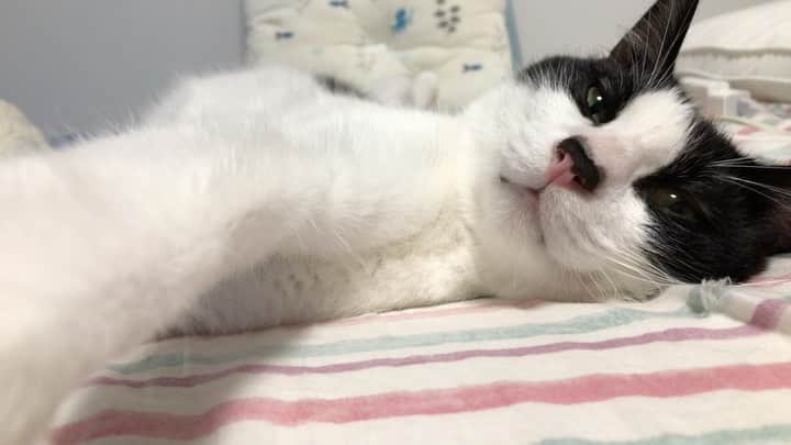ぽんずのインスタグラム：「ああ〜、たまらん。たまらん。 #ねこ#猫#cat#猫好き#親バカ#はちわれ#ハチワレ#はちわれ猫#ハチワレ猫#白黒猫部#にゃんすたぐらむ#ilovecat#猫大好き#うちの猫自慢#白黒猫#猫動画 #我が家のぽんずくん #ちゅーちゅー妖怪」