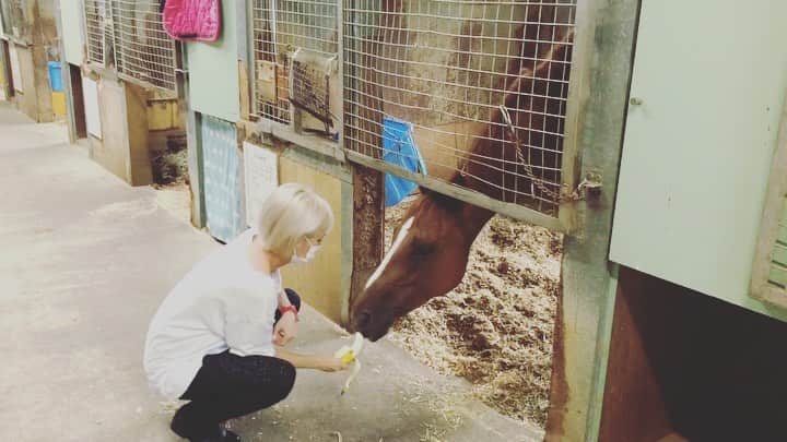 のインスタグラム：「yumyum🐎💕🥕🍌  #yumyumyum  #horse #horseeating #馬モッパン #馬との日常  #日常 #馬としか会話してないと人間社会に久しぶりに出た時に思わぬ粗相をしてしまうワタシ #ニンジンをあげながら持てる知識をひたすら一方的に伝え続けるワタシ #맛있게먹고 #말」