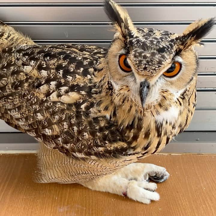 GEN3 Owlのインスタグラム：「おやすみ中のところすみません、週末の過ごし方についてインタビューさせてもらっても・・あ、すみません💦  Excuse me during the break, I'd like to interview you about how you spend your weekend ... Oh, I'm sorry 💦  #owl #owlgaru #フクロウ」