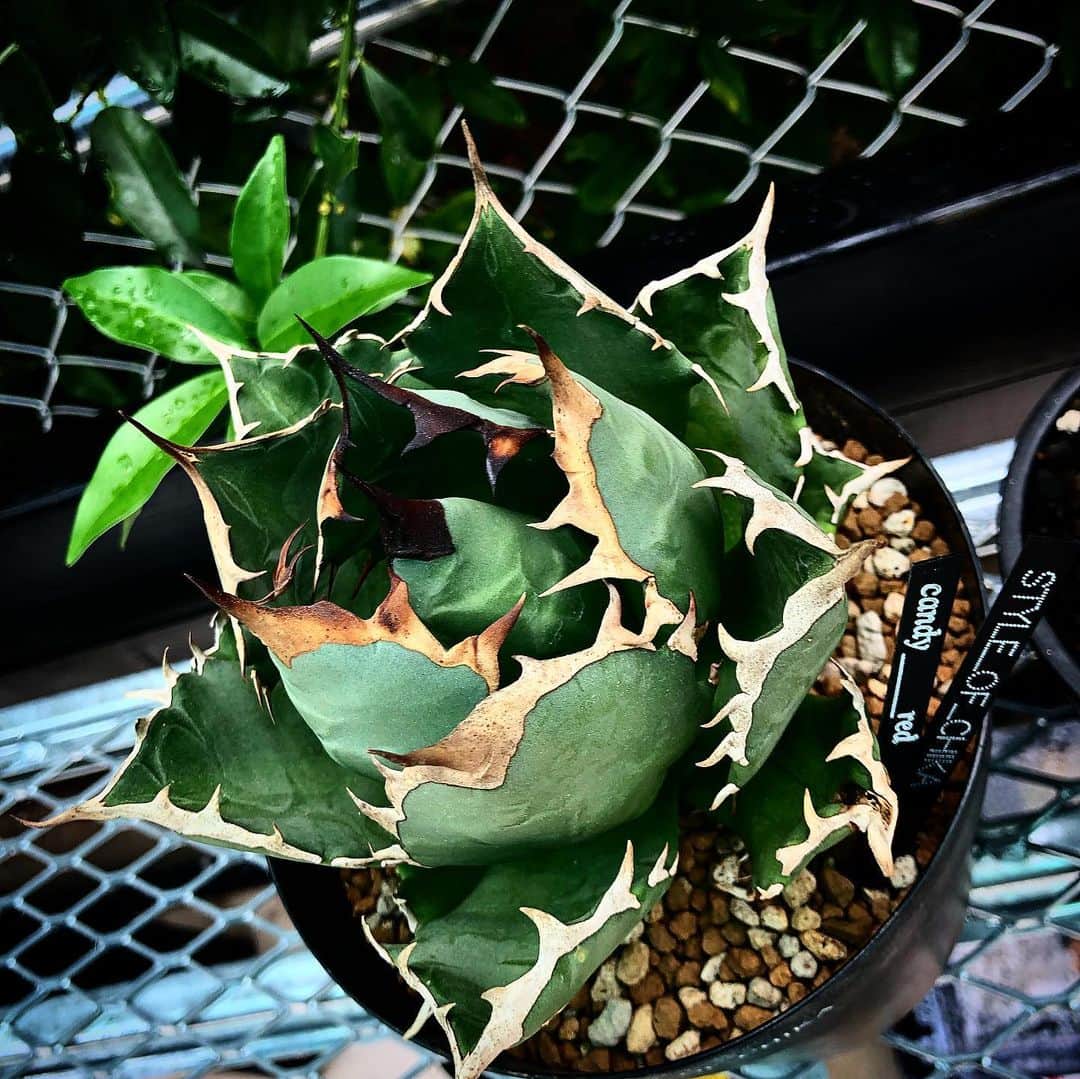 祖父江大輔のインスタグラム：「#日光浴 #光合成 #太陽 #agave  #euphorbia  #srl」