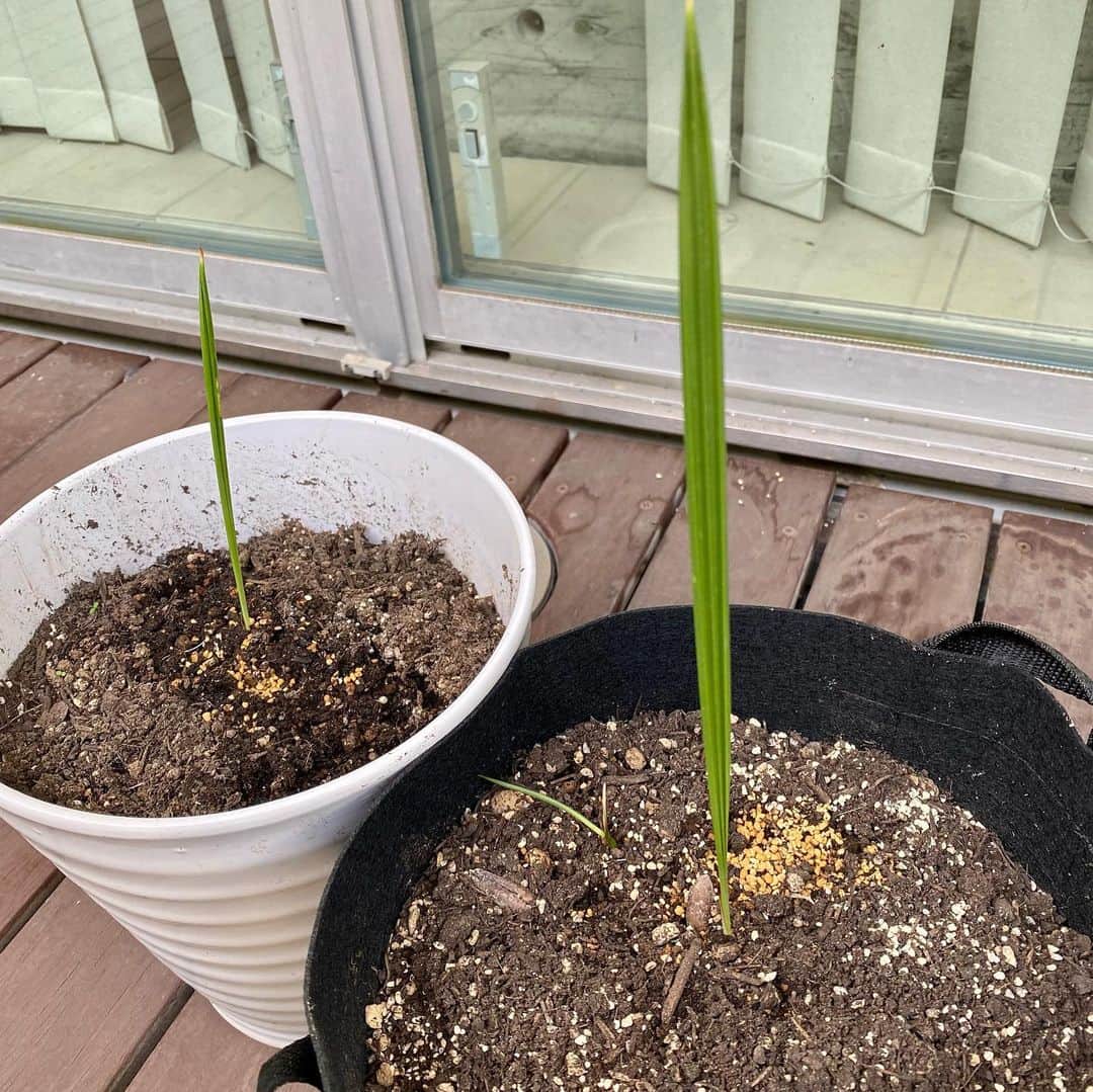 工藤静香さんのインスタグラム写真 - (工藤静香Instagram)「アボカド🥑これはダメかな。。なかなか芽が出ないなぁ😂 4枚目は根が出るのを待っています😂 既に土に植えてあるのはデーツです。これは本気で大きくなったら大変だ😂」8月23日 13時18分 - kudo_shizuka