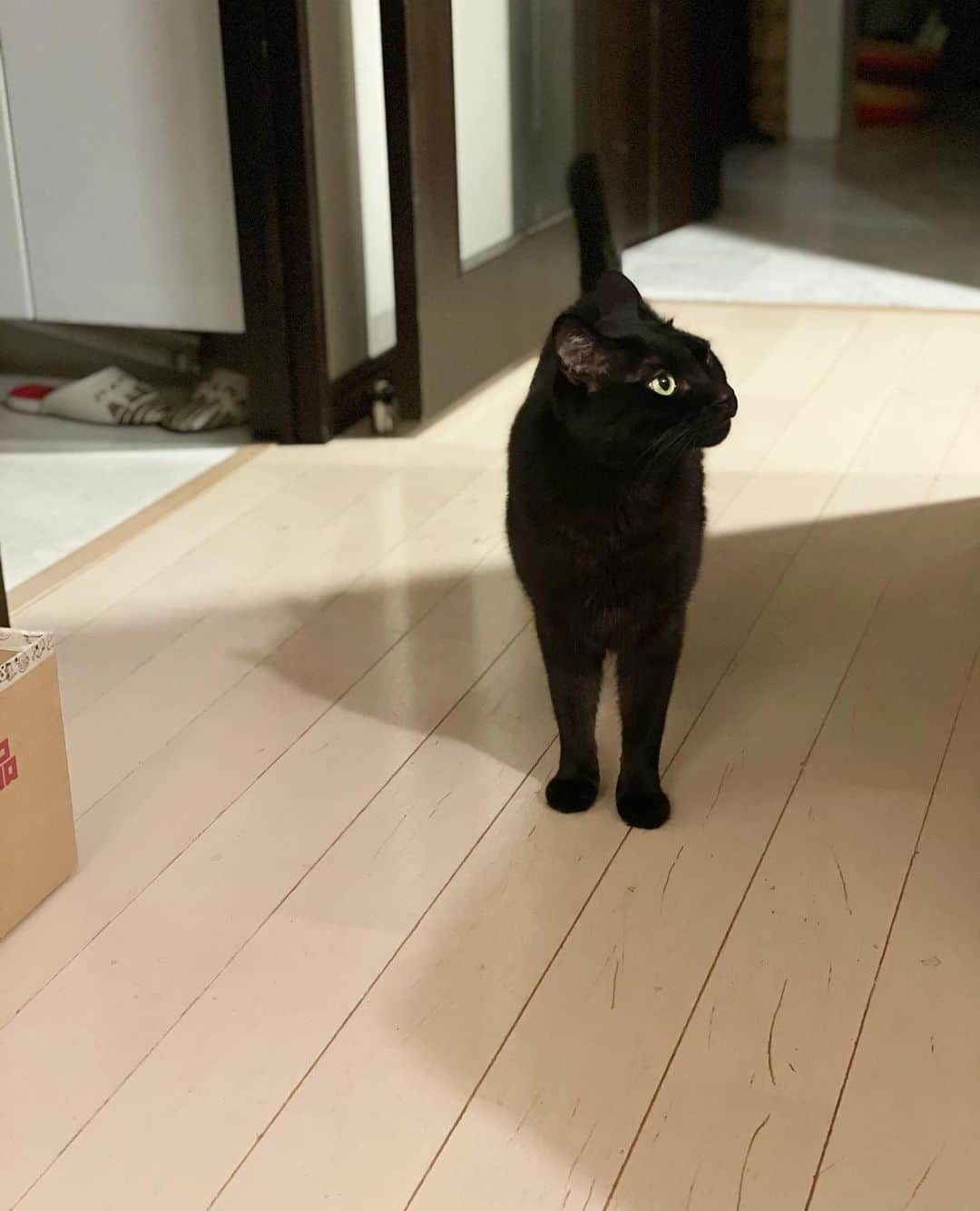 猫沢エミのインスタグラム