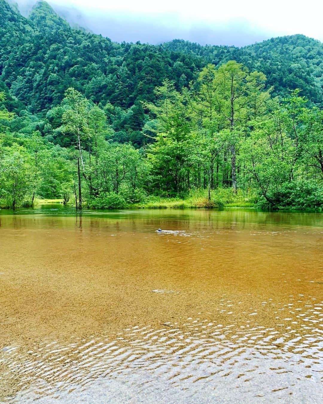 小田飛鳥さんのインスタグラム写真 - (小田飛鳥Instagram)「#japan #japannature #風景 #山ガール #島ガール #自然が好き #nature #naturephotography #もののけ姫感 （一枚目）#🌿 #🌲」8月23日 18時02分 - asuka_oda_0320