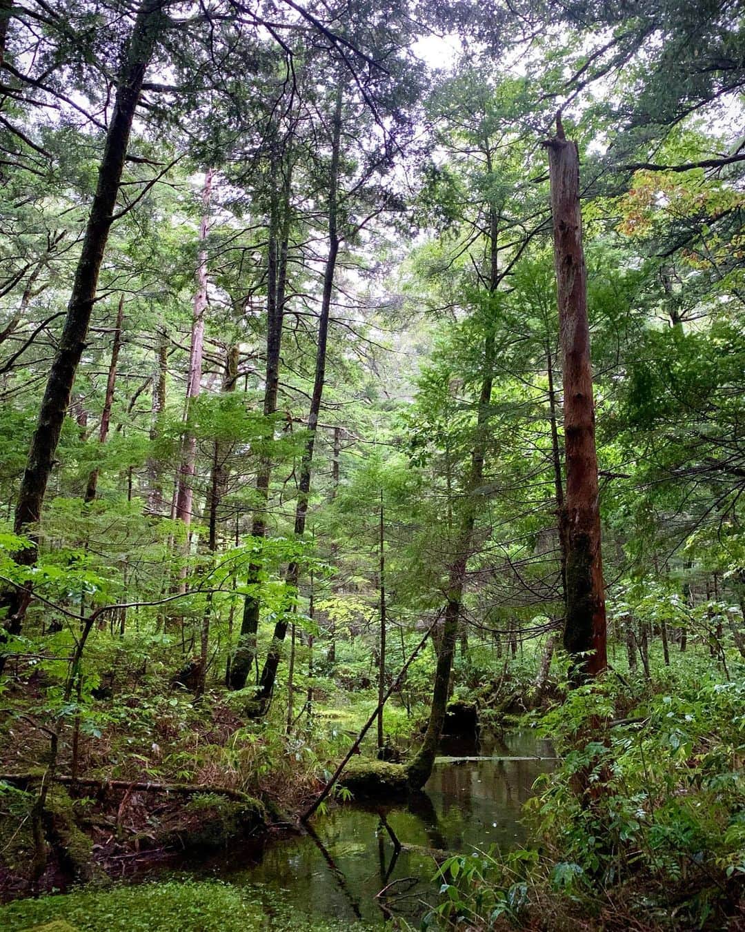 小田飛鳥さんのインスタグラム写真 - (小田飛鳥Instagram)「#japan #japannature #風景 #山ガール #島ガール #自然が好き #nature #naturephotography #もののけ姫感 （一枚目）#🌿 #🌲」8月23日 18時02分 - asuka_oda_0320