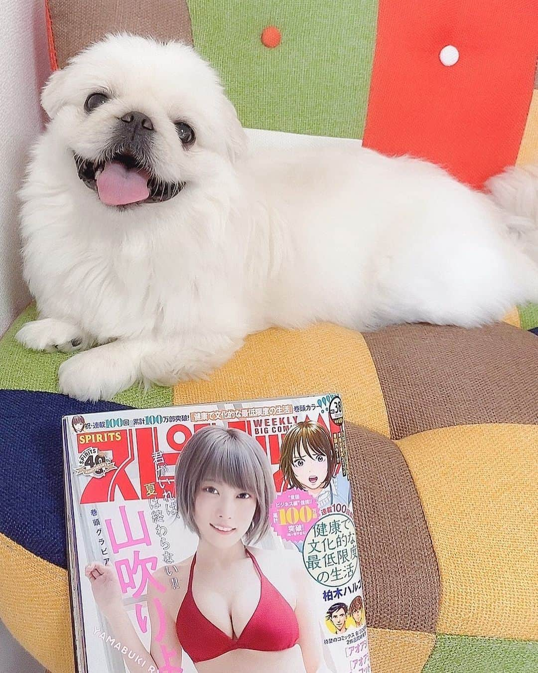 山吹りょうさんのインスタグラム写真 - (山吹りょうInstagram)「表紙が私のスピリッツとちゃお🐶  ＊ ＊ ＊ ＊ ＊ ＊ ＊  #ファッション #fashion #패션 #时装 #ショート #ショートヘア #model #モデル #ギター #guitarist #ギタリスト #guitar #バンド #ペキニーズ #girlsband #japanesegirl #cosplay #グラビア #コスプレ #水着 #泳衣 #swimmingwear #lingerie #性感内衣 #性感 #gravure #me #beautiful #happy #スピリッツ」8月23日 18時05分 - ry01204