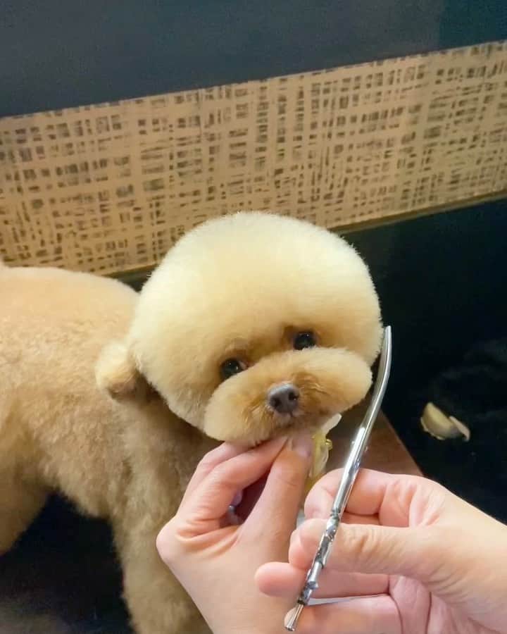 しらす先輩のインスタグラム