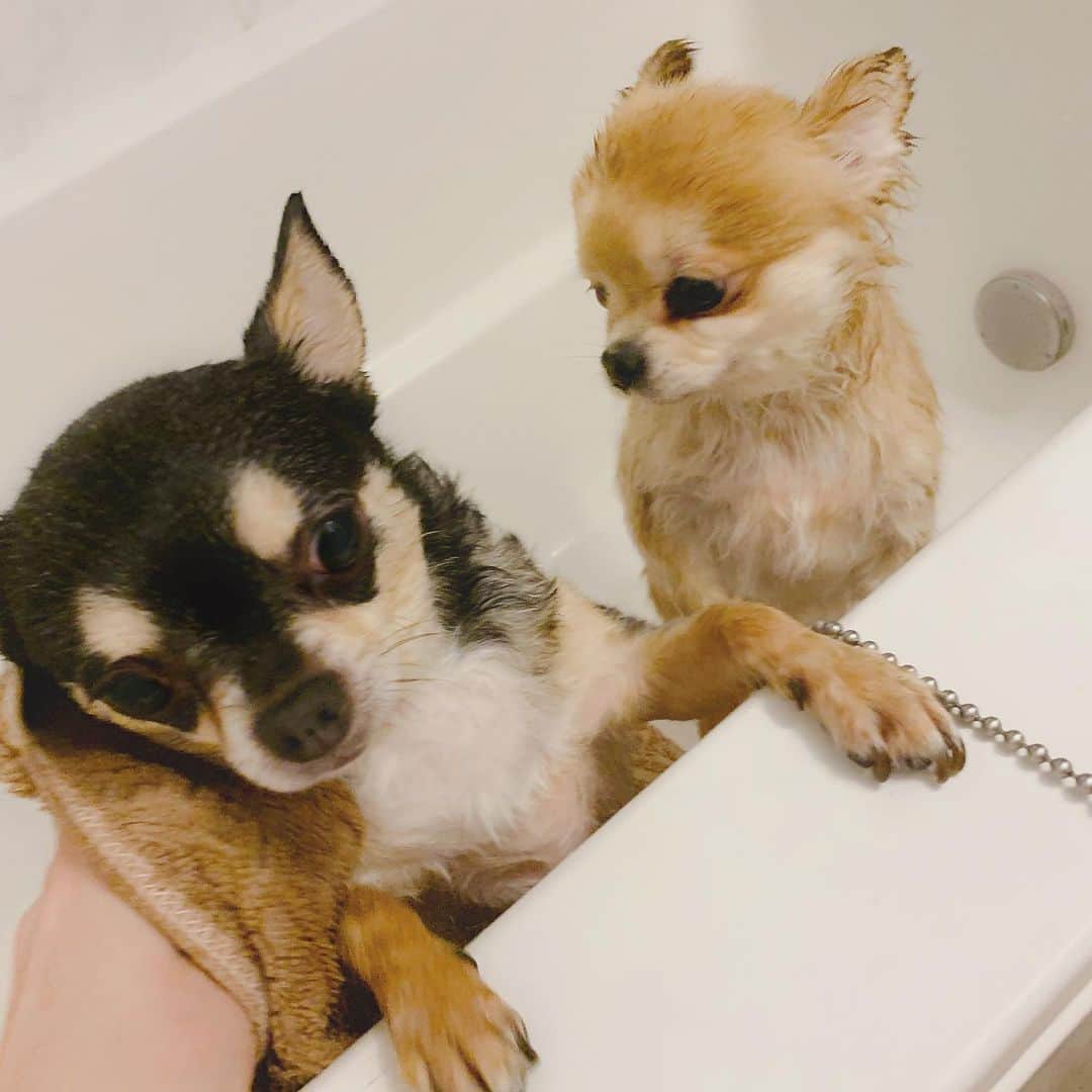 春咲ひなたのインスタグラム：「久しぶりにお家でお風呂🧴✨ (左:おこげ 右:しゃもじ) . #かわいい#ちわわのいる生活  #びしょ濡れ#ちわわ しゃもじチワワじゃないけど。w」