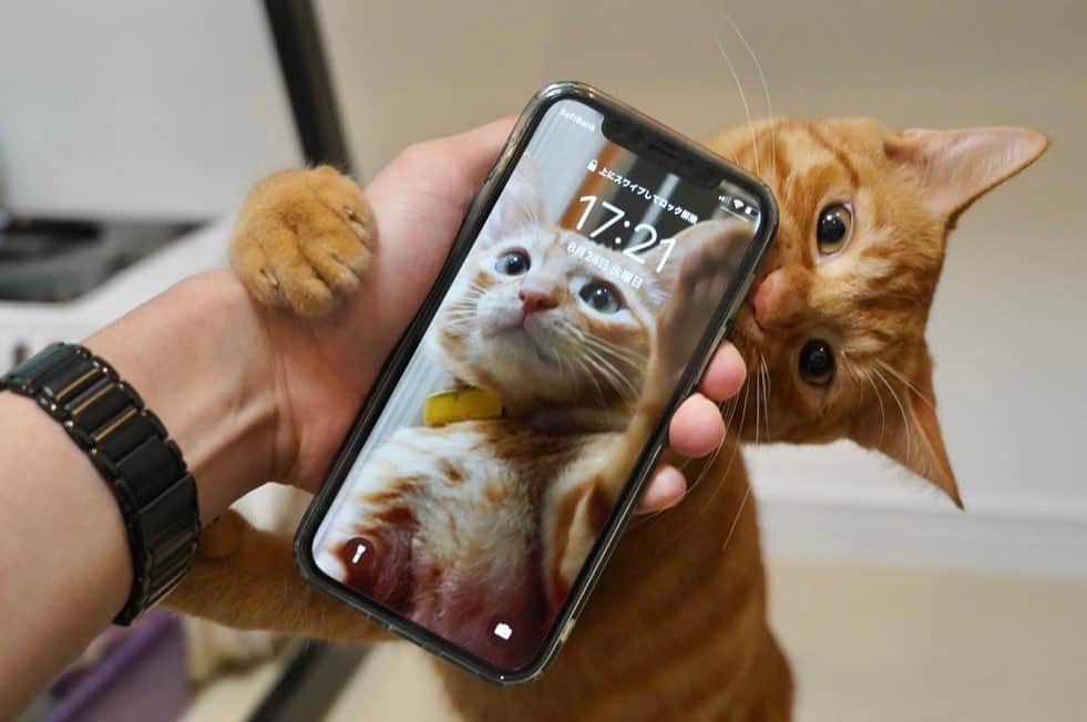 松丸亮吾さんのインスタグラム写真 - (松丸亮吾Instagram)「携帯の待ち受け変えました。  #猫 #猫のいる暮らし #子猫 #子猫のいる生活 #保護猫 #保護猫と暮らす」8月24日 17時42分 - ryogomatsumaru