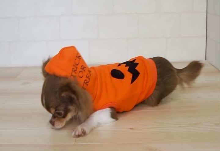 iDog&iCatのインスタグラム