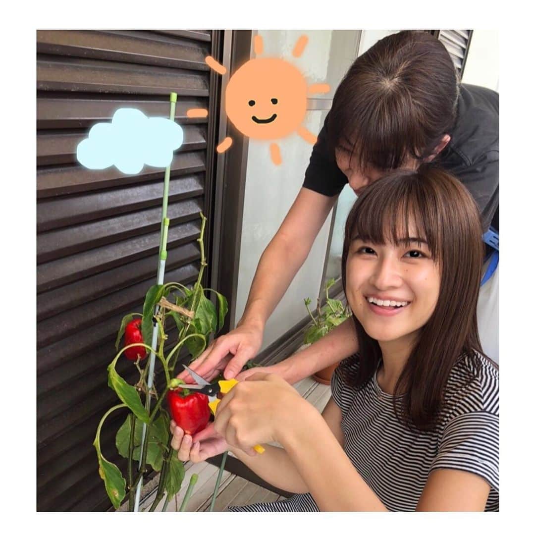 のインスタグラム：「久しぶりの投稿です☺️  5月から育てていたパプリカを . . 先日収穫しました🫑✨ . . きょうはドライカレーにいれて食べました🍛🍴  #ベランダ菜園 #パプリカ」