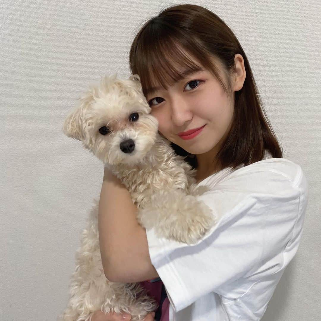 野中美希さんのインスタグラム写真 - (野中美希Instagram)「久しぶりのとうふちゃん🐶 とうふちゃんは今日も元気です！最初の2枚はトリミングギリギリ前のお写真、もふもふどうふ😂3枚目以降はトリミング後！最後の写真までぜひみてくださいね🎶みなさんのお気に入り写真も教えてください❕ . Tofu chan🐶 Tofu is doing well today too! The first two pictures were taken just before she was groomed...FLUFFY TOFU😂 The third and subsequent pics were taken after she was groomed! Check all the photos🎶And please tell me about your favorite photo❕ . #テディベアカット#とうふちゃんの成長#とうふちゃんの成長日記#とうふちゃん#野中とうふ#犬のいる暮らし#わんすたぐらむ#いぬすたぐらむ#マルプー#helloproject#morningmusume21#野中美希#ちぇる#🐶」8月24日 21時30分 - miki_nonaka.official