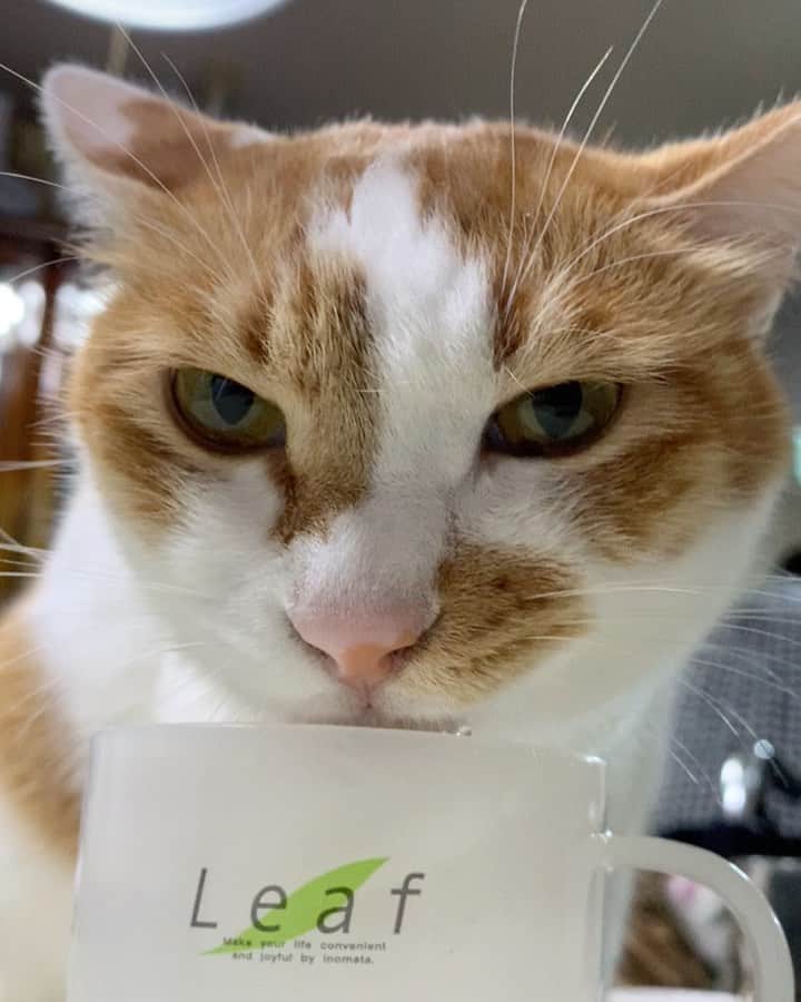 のインスタグラム：「人の水を飲むのが好き。  #うちの猫ら #oinari #猫 #ねこ #cat #ネコ #catstagram #ネコ部 http://kachimo.exblog.jp」