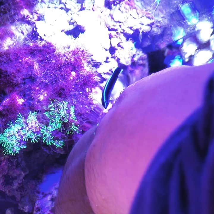 大阪・東京のアクアリウムならa.a.c.のインスタグラム：「. #ホンソメワケベラ の幼魚 メンテナンス中、時々こうやって掃除しにきてくれます🐠 . 何か美味しいもんついてんのかなw . . #アート #アートアクアリウム #アクアリウム #インテリア #インテリアアクアリウム #フラワーアレンジメント #アクアリウムフラワーアレンジメント #水草 #花 #花のある生活 #花のある暮らし #水槽 #水槽のある暮らし #熱帯魚 #海水魚 #水槽レンタル #水槽メンテナンス #大阪 #東京 #art #aquarium #fish #marineaquarium #マリンアクアリウムのある生活 #クリーナーフィッシュ」