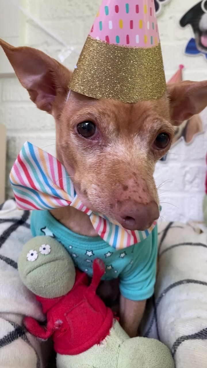 Tuna {breed:chiweenie} のインスタグラム