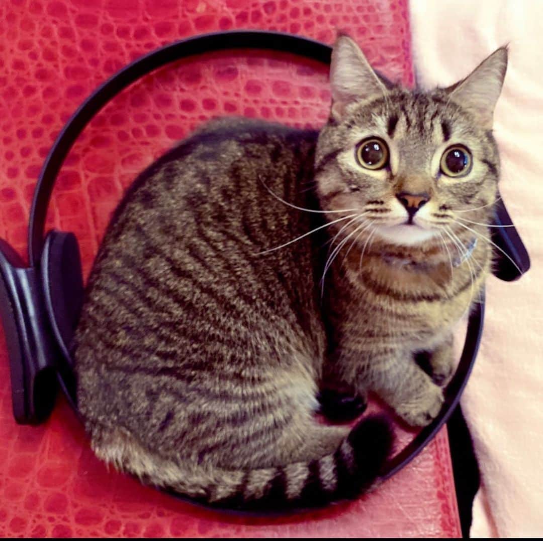 藤原紀香さんのインスタグラム写真 - (藤原紀香Instagram)「Goodmorning🌞❣️朝のトレーニングに先約が・・・ 「あれ？ママ、これ使う⁇👀」笑  きょとん・・・て、可愛いぞ。猫鍋か❓❤️❤︎LOVE❤︎❤️  #workout #training  #まー之助 #ねこすたぐらむ #ねこ #猫鍋  #ねこのいる生活  #ねこ好き #ねこのきもち  #猫 #猫のいる暮らし  #お猫様 #お猫さま  #cat #catstagram  #ネコ #ネコスタグラム  #ねこあるある  #猫あるある #癒し系  #癒される動物 #愛しい子  #love  #follow #らぶ #もふもふ  #成長記録 #training #norikafujiwara #藤原紀香」8月1日 7時56分 - norika.fujiwara.official
