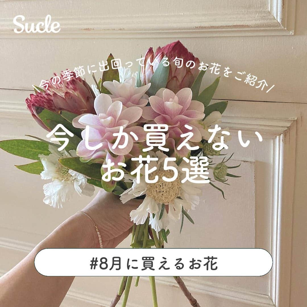 SUCLEのインスタグラム