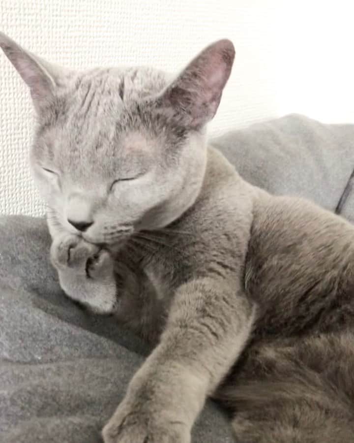 I love Russianblueのインスタグラム：「照ちゃん元気になりました😸  もう吐きもなくなりました！ 造影剤で検査しましたが何かが詰まってることもなかったです。 血を吐いたのにはびっくりしましたが😿 吐いてばかりいたのが原因のようです。 スッちゃんがいる間はずっと付きっきりだったので夜は一緒に寝てあげれなくてストレスだったのかな… ごめんね。照ちゃん😿  ご心配おかけしました🙏 ありがとうございました❤️ ・ ・ ・ #Russianblue #sundayfunday #katze #catsofinstagram #catoftheday #cutecat #catlover #kitty #ねこ#ilovemycat #cute #猫 #gato #러시안블루 #animalvideo #catvideo #kitten  #instacat #meow #cats #cats_of_Instagram  #ふわもこ部  #にゃんすたぐらむ #weeklyfluff #catloversworld #dailyfluff #고양이  #냥스타그램 #ロシアンブルー」