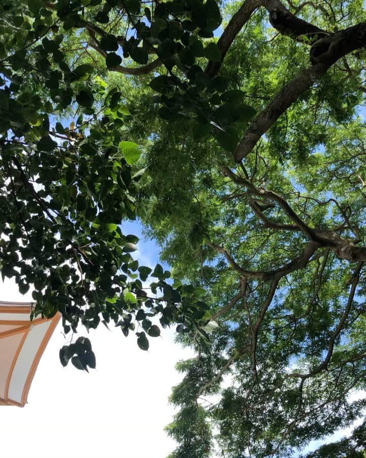 Honolulu Myohoji Missionのインスタグラム：「🍃 Under the bodhi tree at Honolulu Myohoji 🌿  ————————- 🤲🏻 Dr. Yukari’s Zoom Lounge is here for you!  - Consultations will be available to discuss your challenges and worries faced in daily life involving family, relationships, anxiety, stress, grief & loss.   - The first 2 sessions are free of charge.  Contact us at the address below for any questions or to reserve your 60-minute zoom session.  Email: info@honolulumyohoji.org  - Guided by the hope of St. Nichiren, we continue to work towards a peaceful society.  Honolulu Myohoji Mission collaborates with Psychologist Dr. Yukari Kunisue, a trained and experienced therapeutic life coach, to offer a safe online space: Dr. Yukari’s Zoom Listening Lounge  - Stories are twice a week on our blog, Facebook and Instagram.  ————————- 📺  Honolulu Myohoji YouTube channel is available now!  On our YouTube channel, you can see - Rev. Yamamura’s talk, - Past events of Honolulu Myohoji, and - Some nice Hawaii weather from Honolulu Myohoji.  ————————- * * * *  #ハワイ #ハワイ好きな人と繋がりたい  #ハワイに恋して #ハワイ大好き #ハワイ生活 #ハワイ行きたい #ハワイ暮らし #オアフ島 #ホノルル妙法寺 #honolulumyohoji #御朱印女子 #パワースポット #hawaii #hawaiilife #hawaiian #luckywelivehawaii #hawaiiliving #hawaiivacation #healing #meditation」