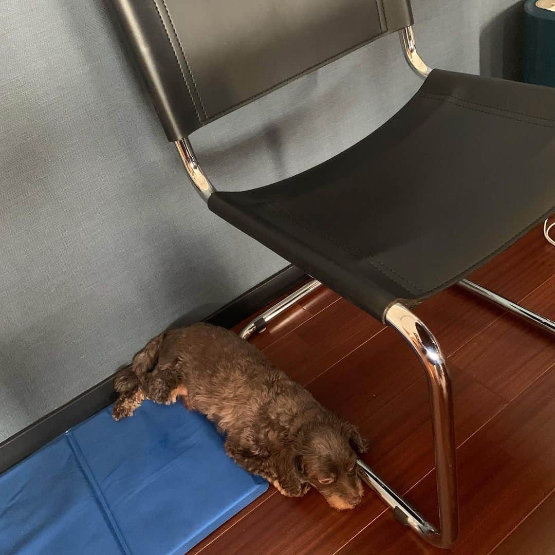 前田典子さんのインスタグラム写真 - (前田典子Instagram)「#暑くて🥵 冷たいモノに触れていたい 椅子の金属部分に ぴたっと寄り添って います 冷んやりシートからはみ出して #最近の定位置 #犬は涼しいところを知っている   #犬#ペット#チワプー #ミックス犬 #ぐっちゃん」8月1日 13時45分 - maenorichang