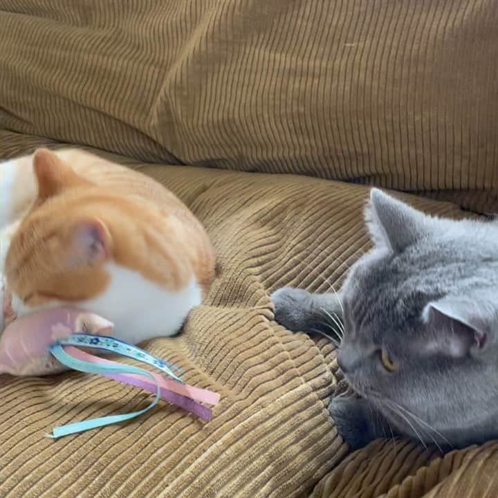 Nico & Tabu with MAYUMI KATOのインスタグラム：「お里からいただいたキャットニップクッションに夢中なうっこ😆 横取りとかはしないジェントルマン(ビビり)なタブ兄さん😊  まるくなって一緒に寝るとかはないですけど、毎朝のうっこの朝活にはちゃんとタブも参加してゆるいプロレスをしたりと常にそばにいるタブちんがいいお兄ちゃんでかわいいです。  #わたしにはシャーシャー 🥲 #にこたんは1人が好きな女なので  #britishshorthair #bsh #kitten #igcats #cat #bluecat #catstagram #catsofworld #catsofinstagram #cats_of_instagram #cutepet  #britischkurzhaar #world_kawaii_cat #instagramcat #cute #catlover #ブリティッシュショートヘア #ブリショー #ねこ部 #ペコねこ部 #にゃんすたぐらむ #ブリ商会 #多頭飼い #고양이 #кошка #قط #katze #브리티시쇼트헤어」