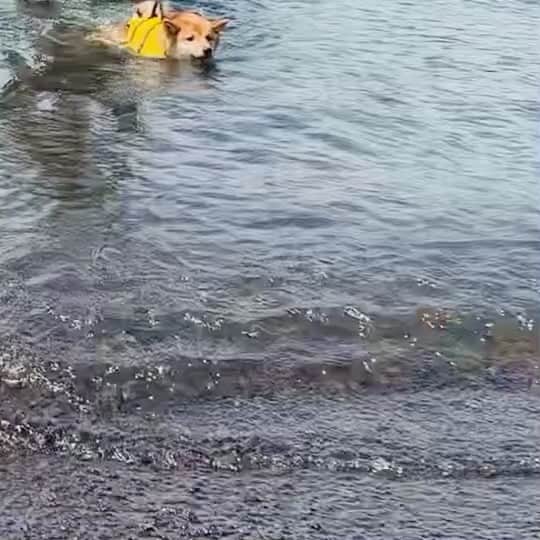 杉原勇武のインスタグラム：「山中湖でブルースの泳ぎの練習❗️ @twins_shibainu」
