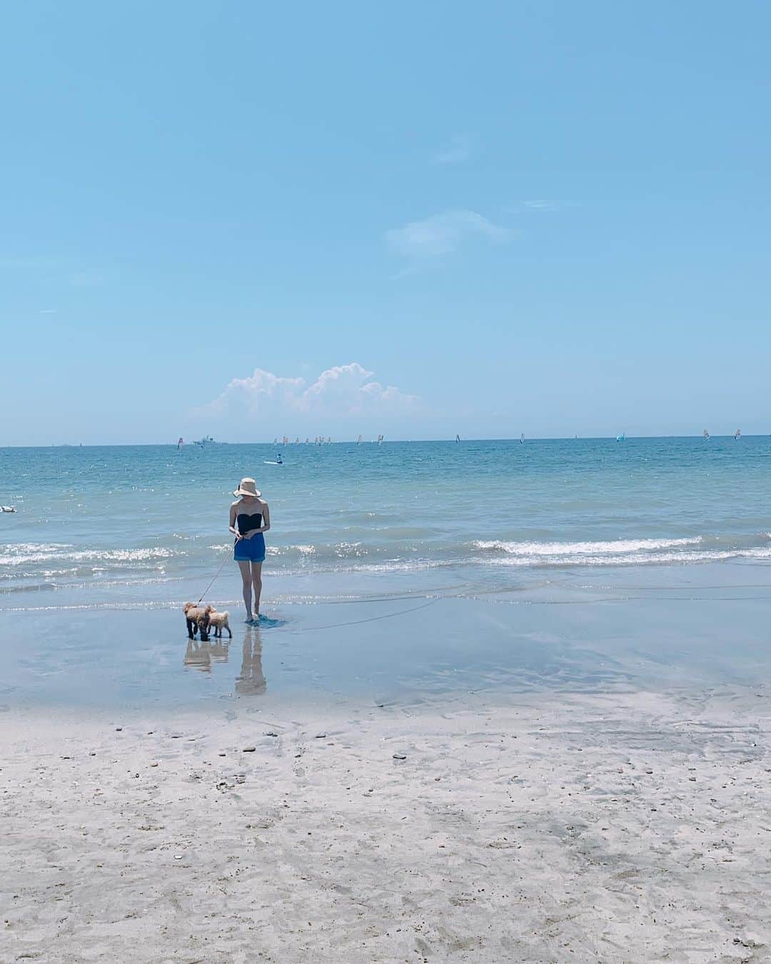 植田早紀さんのインスタグラム写真 - (植田早紀Instagram)「8月に入りました🌴🍉  近くの海までお散歩に。 初めての海に大満足の様子🐩✨お日様をいっぱい浴びて元気いっぱい、楽しい夏休みです🍉  #材木座ビーチ #鎌倉#kamakura #toypoodle #teacuppoodle #toypoodlelove #いぬすたぐらむ #パセリとショパン #トイプードル #トイプードル男の子 #トイプードルアプリコット #犬のいる暮らし #dog #dogstagram #トイプードル #玩具贵宾犬 #贵宾犬 #貴賓狗 #토이푸들 #癒し動画 #癒し #love #poodle #dogsofinstagram #instadog #pecoいぬ部 #エブリドッグ #犬のきもち #愛犬との暮らし」8月1日 14時54分 - sakipersil