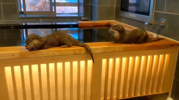 ちぃたん☆のインスタグラム：「ちぃたんの真似をしたがるカワウソご先祖ちゃん　 Otter Gosenzo-chan wants to imitate Chiitan  #カワウソ#コツメカワウソ#Otter#Animal#Cute#もふもふ#수달#귀여워#癒し#動物#동물#animallovers#babyanimals#süß#loveanimals#animallover#animale#djur#pets_perfection#igcutest_animals#pupstagram #otterlife #otterlover」